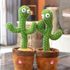 Cactus Bailarín Original 100% calidad
